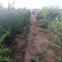زمین باغی مناسب ویلاسازی(فرصت سرمایه گذاری)