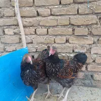 خروس ویاندوت