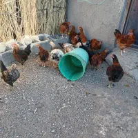 5 عدد خروس ازینا یکم کوچیک تر