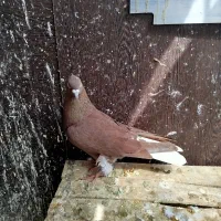 کبوتر|پرنده|قزوین, |دیوار