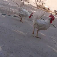 خروس