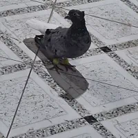 کبوتر