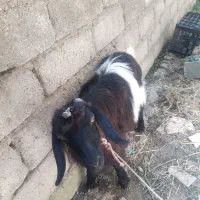 فروش بزغاله