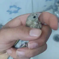 جوجه سهره