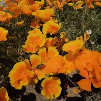 ۳۰ هکتار زمین کشاورزی به همراه یک باب قلعه