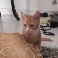 گربه نر ۳ ماهه