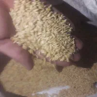گندم تمیزبوجاری شده