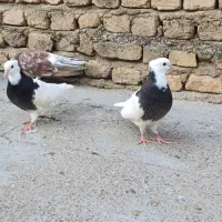 پرنده طوقی و تکپر
