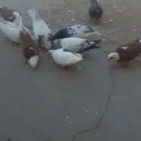 تعداد ۱۰ تا کبوتر معاوظه با پلاکی