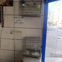 سهره با قفس