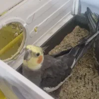 عروس هلندی نر وماده جفت