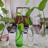 گل خوشگل