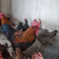 خروس مهلی جوان