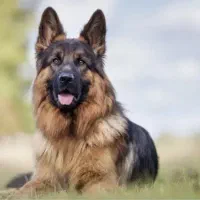 یک جفت سگ ژرمن ماده شپرد نر گُلد یک دست