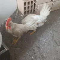 دو تا خروس دونه ای پانصدخیلی زرنک