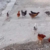 دونه ۳۵۰ فروش همه