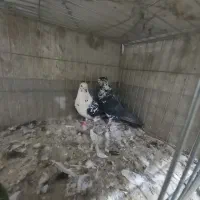 کبوتر|پرنده|آران و بیدگل, |دیوار