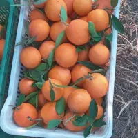 پرتقال تامسون درجه یک صادراتی