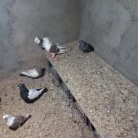 کبوتر