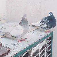 کفتر پرشی ارزان زدم بیا ببر دعا کن
