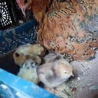 مرغ رسمی با ۱۰ تا جوجه رسمی دو رگه