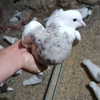 فروش طوقی نسل سیوان اسکندری