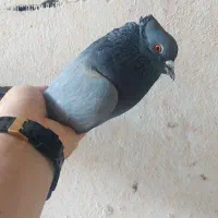 کبکی پرشی کفترپرشی