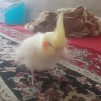 عروس هلندی