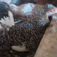 مرغ کت