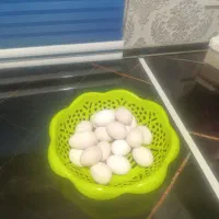 تخم مرغ گلین اصل
