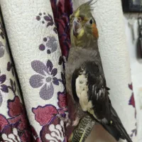 طوطی برزیلی ماده و عروس هلندی