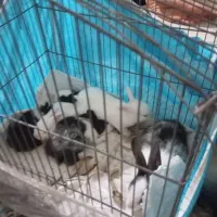 بچه خرگوش