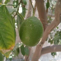 لیمو خارگی