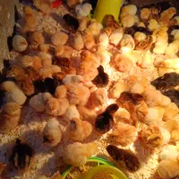 جوجه ریش دار یک هفته ای