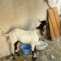 پازن با بز پاکستانی