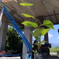نهال کیوی هایوارد درجه یک