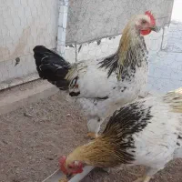 مرغ‌وخروس