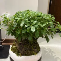 گل بونسای بزرگ