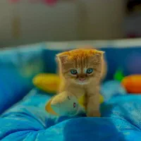 گربه اسکاتیش بریتیش