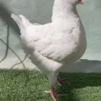 کبوتر کینگ شاهی درجه یک