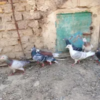 9عدد نر برای فروش