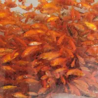 فروش ماهی عمده ماهی قرمز