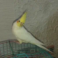 عروس هلندی