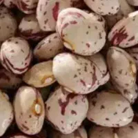 چیتی. عدس. لوبیا. نخود. جوپرک و انواع حبوبات