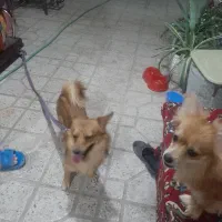 یک جفت سگ روباهی نر و ماده