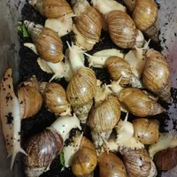 حلزون طبی آچاتینا