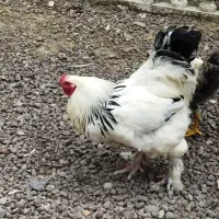 خروس برهما بالغ. 1/5ساله غول درفومن