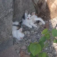 واگزاری رایگان ۲ بچه گربه