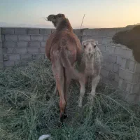 سلام شتر