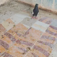 کبوتر